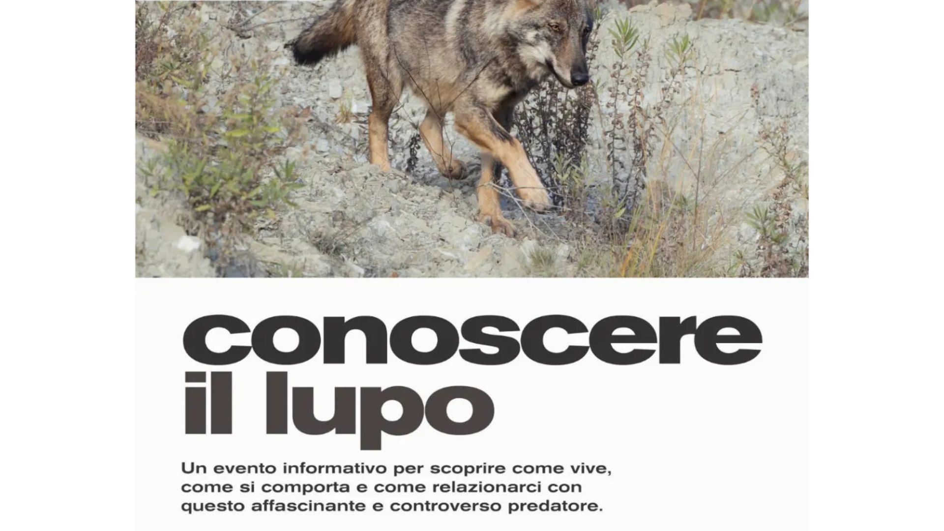 incontro brembio conoscere il lupo